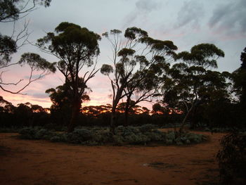 Silhouette trees on field against sky at sunset