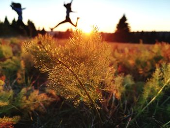 Close-up of plant growing on field against sky