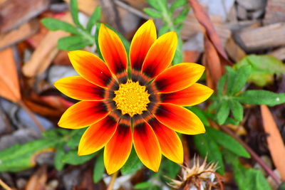 Close-up of flower blooming outdoors