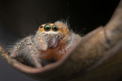 Close-up of spider