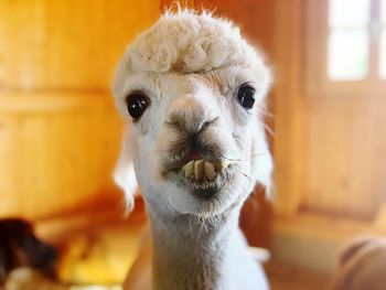 Portrait of alpaca at shed