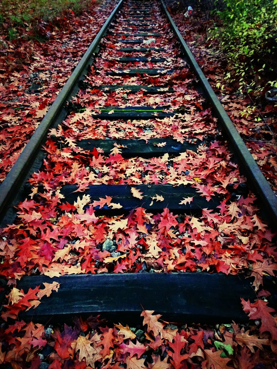 autumn, railroad track, change, season, leaf, high angle view, transportation, rail transportation, nature, dry, day, leaves, fallen, outdoors, tree, red, metal, growth, abundance, railing