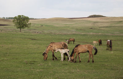 Horses grazing in a field