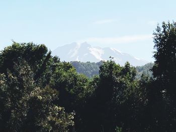 Trees in forest against clear sky