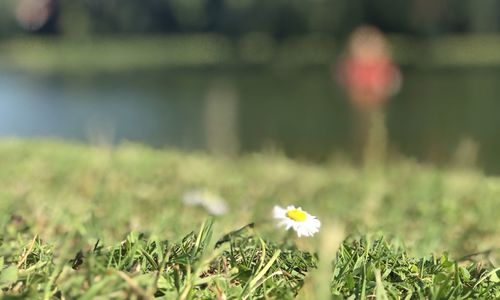 Close-up of white flowering plants on field