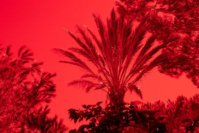 Low angle view of silhouette tree against sky during sunset