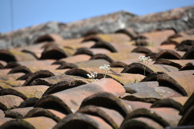 Close-up of roof tiles against clear blue sky