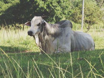 Horse on field