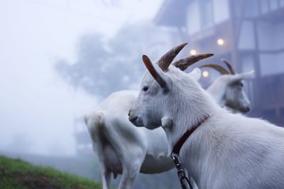 Mountain goats on land during foggy weather