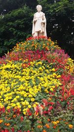 Close up of flowers