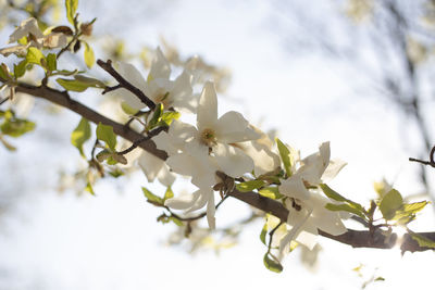 Close-up of cherry blossoms against sky