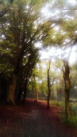 Trees in forest