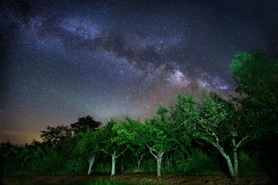 Low angle view of trees against sky at night