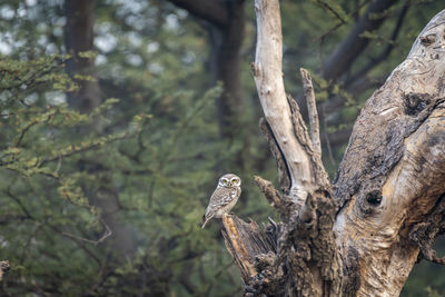 Close-up of bird on tree trunk