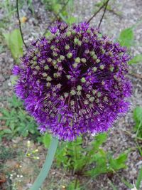 Close-up of purple flowers blooming on field