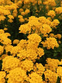 Close-up of yellow flowering plant on field