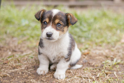 Close-up portrait of puppy on field