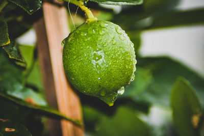 Close-up of wet plant