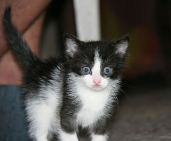 Close-up portrait of kitten at home