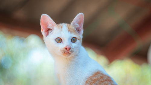 Close-up portrait of cat against blurred background