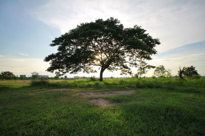 Trees on field against sky