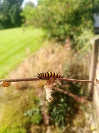 Close-up of caterpillar on tree