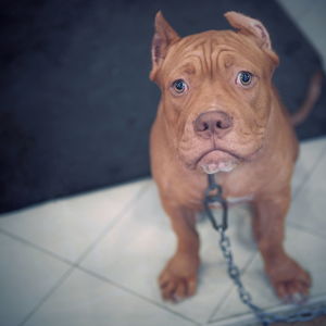 Close-up portrait of dog