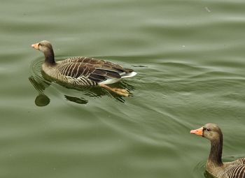 Close-up of duck swimming on lake