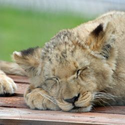 Close-up of lion sleeping on table