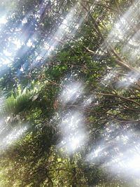 Low angle view of trees against sky