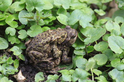 Close-up of frog on leaf