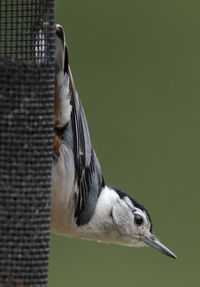 Close-up of a bird