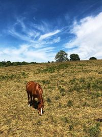 View of horse on field