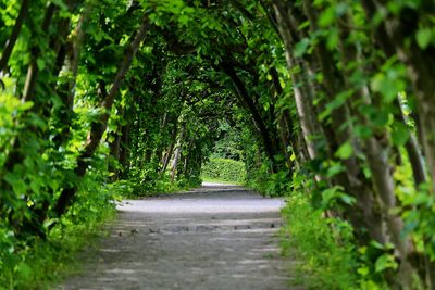 Empty road along trees