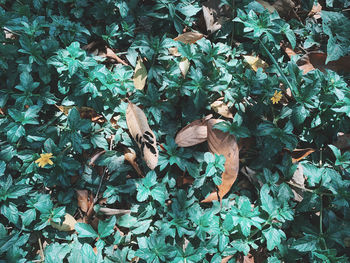 High angle view of dry leaves on field