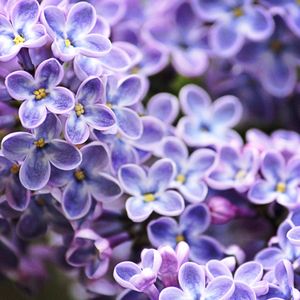 Close-up of purple flowers