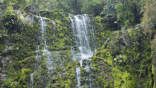 Scenic view of waterfall in forest