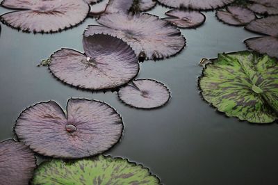 Close-up of lotus floating on water