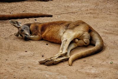 High angle view of kangaroo sleeping at zoo
