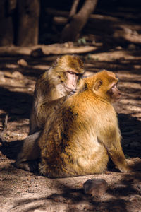 Close-up of monkey sitting outdoors