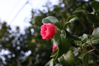 Close-up of rose plant