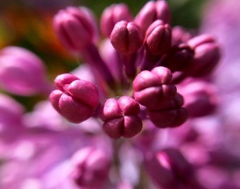 Close-up of pink flowers