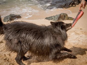 Lion on shore at beach