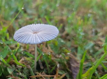 Close-up of mushroom growing on field