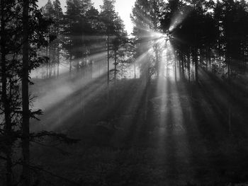 Trees in forest