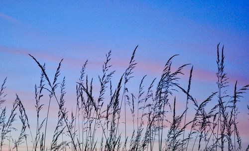 Plants against blue sky