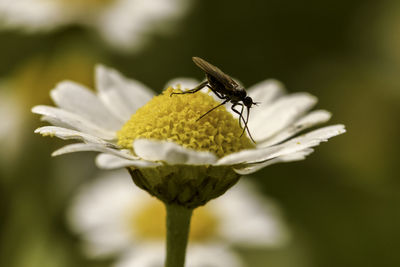 Close-up of insect on flower