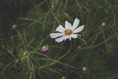 Close-up of daisy flowers blooming in field