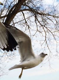 Low angle view of white bird on branch