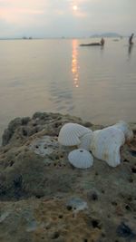 Surface level of shells on shore at sunset